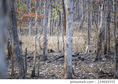 deep in woods Northern Plains Gray Langur or Hanuman langur or Semnopithecus entellus family sitting in summer season safari at panna national park tiger reserve madhya pradesh india deep in woods Northern Plains Gray Langur or Hanuman langur or Semnopithecus entellus family sitting in summer season safari at panna national park tiger reserve madhya pradesh india 124689355