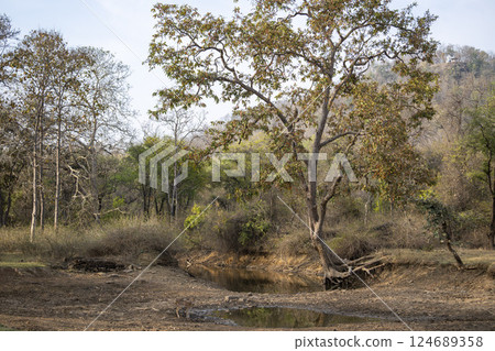 wild female spotted deer or chital or axis deer or axis axis near waterhole to drink water in natural scenic background in summer season safari at panna national park forest madhya pradesh india 124689358