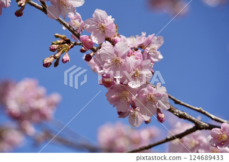 美麗的河津櫻花在藍天的襯托下 124689433