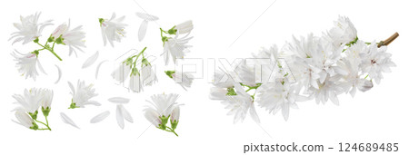 deutzia flowers isolated on a white background deutzia flowers isolated on a white background 124689485