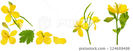 Celandine flower isolated on white background. Top view with copy space for your text. Flat lay Celandine flower isolated on white background. Top view with copy space for your text. Flat lay 124689486