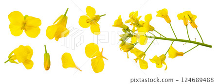 Rapeseed flowers isolated on white background, Top view. Flat lay Rapeseed flowers isolated on white background, Top view. Flat lay 124689488
