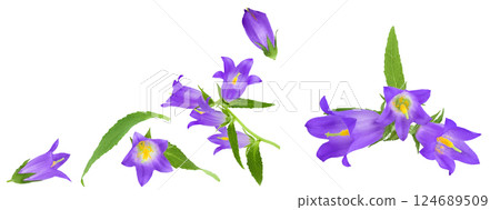 Campanula flower isolated on white background. Top view with copy space for your text. Flat lay Campanula flower isolated on white background. Top view with copy space for your text. Flat lay 124689509