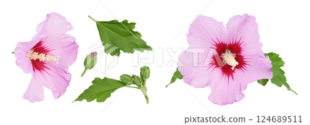 Pink hibiscus flower isolated on white background. Top view. Flat lay. Pink hibiscus flower isolated on white background. Top view. Flat lay. 124689511