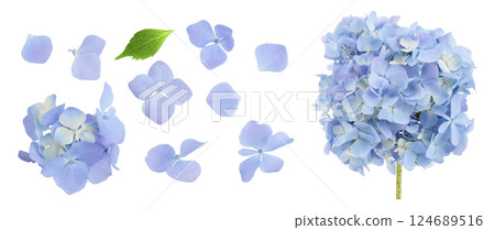 Blue Hydrangea flower isolated on white background. Top view. Flat lay 124689516
