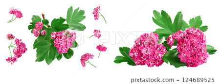 flower of hawthorn isolated on white background. Crataegus Pauls Scarlet. Top view. Flat lay flower of hawthorn isolated on white background. Crataegus Pauls Scarlet. Top view. Flat lay 124689525