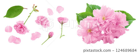 Sakura flower cherry blossom isolated on white background with full depth of field. Top view. Flat lay 124689684