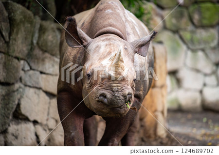 A close-up of a white rhino eating A close-up of a white rhino eating 124689702