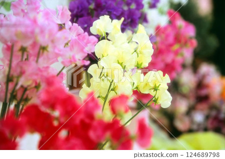 玫瑰和Sweetpea 玫瑰和Sweetpea 124689798