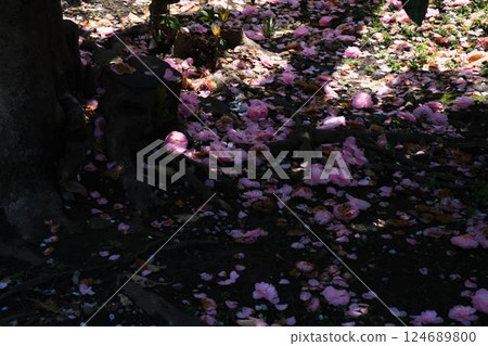 散射玫瑰花瓣 124689800