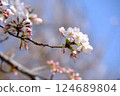 Sakura that shines in the blue sky 124689804