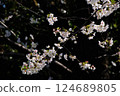 Shining cherry blossoms 124689805