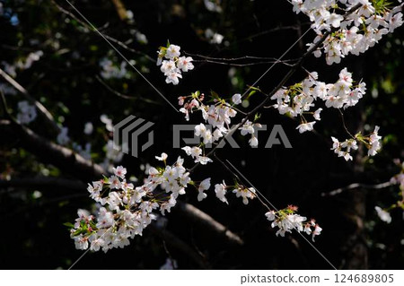 閃亮的櫻花 124689805