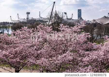 Cherry blossoms in Munich, Germany. Pink cherry blossoms with a Cherry blossoms in Munich, Germany. Pink cherry blossoms with a 124690078