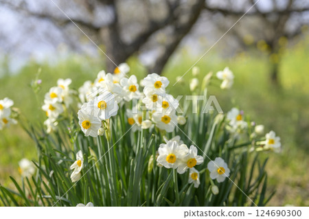 Daffodil Flower Spring color Spring March Material 124690300