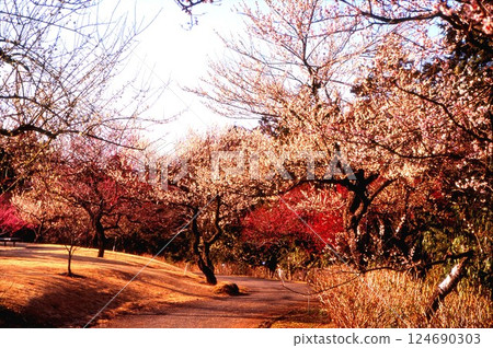 plum plum 124690303