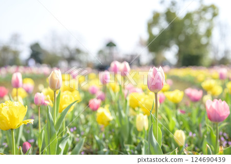 Tulip field pink yellow spring flowers March image 124690439