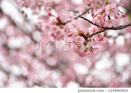 Early-blooming pink Shuzenji winter cherry blossoms Early-blooming pink Shuzenji winter cherry blossoms 124690463