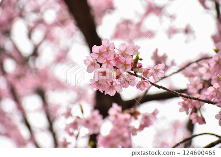 Early-blooming pink Shuzenji winter cherry blossoms Early-blooming pink Shuzenji winter cherry blossoms 124690465