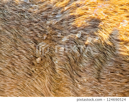 Real dog skin or red fur texture background. Water drops in sun on dog fur texture. 124690524