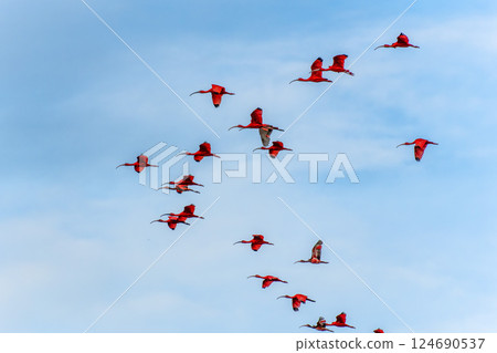 Scarlet ibis flying back home to their sleeping place, Revoada dos guaras on the Delta of the Parnaiba River in Brazil Scarlet ibis flying back home to their sleeping place, Revoada dos guaras on the Delta of the Parnaiba River in Brazil 124690537