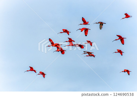 Scarlet ibis flying back home to their sleeping place, Revoada dos guaras on the Delta of the Parnaiba River in Brazil 124690538