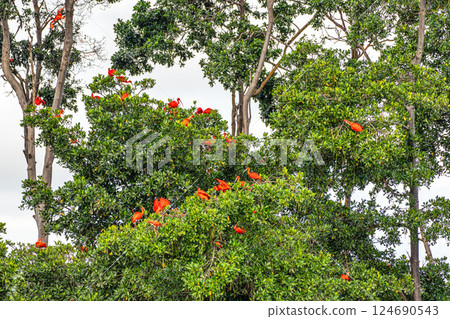 Scarlet ibis flying back home to their sleeping place, Revoada dos guaras on the Delta of the Parnaiba River in Brazil 124690543