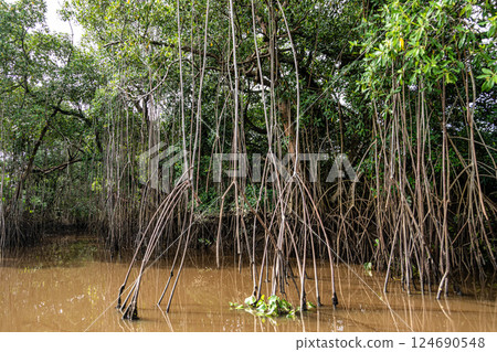 Boat trip on the Igarape do Urubu River, Delta das Americas to Ilha das Canarias, Brazil. South America Boat trip on the Igarape do Urubu River, Delta das Americas to Ilha das Canarias, Brazil. South America 124690548