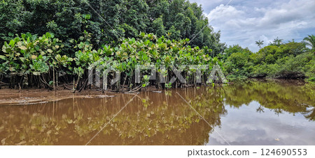 Boat trip on the Igarape do Urubu River, Delta das Americas to Ilha das Canarias, Brazil. South America 124690553