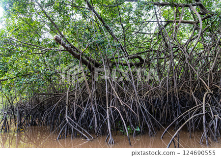 Boat trip on the Igarape do Urubu River, Delta das Americas to Ilha das Canarias, Brazil. South America 124690555