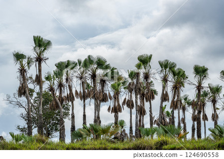 Boat trip on the Igarape do Urubu River, Delta das Americas to Ilha das Canarias, Brazil. South America 124690558