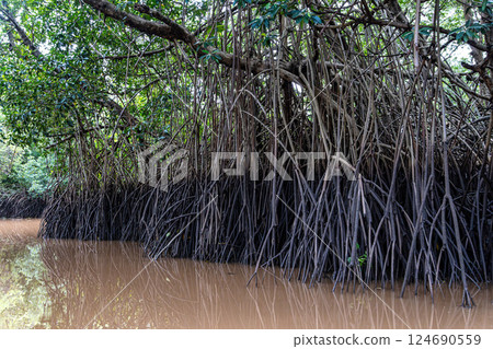 Boat trip on the Igarape do Urubu River, Delta das Americas to Ilha das Canarias, Brazil. South America 124690559