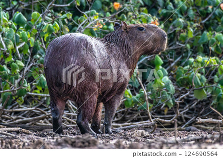 Capybara, Hydrochoerus hydrochaeris at the Igarape do Urubu River, Delta das Americas to Ilha das Canarias, Brazil. South America Capybara, Hydrochoerus hydrochaeris at the Igarape do Urubu River, Delta das Americas to Ilha das Canarias, Brazil. South America 124690564