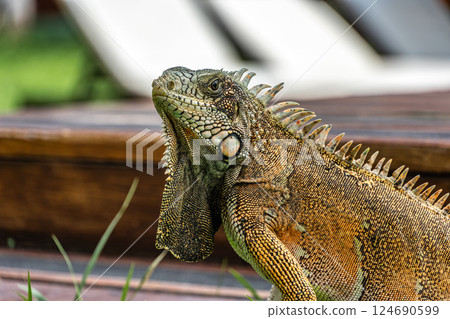 The Green Iguana, Iguana iguana, is a large species of lizard native to Central and South America. The Green Iguana, Iguana iguana, is a large species of lizard native to Central and South America. 124690599