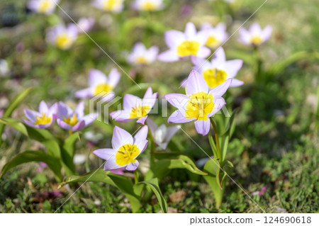 Tulip Lilac Wonder Pink Yellow White 124690618