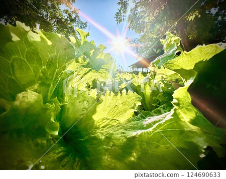 Close up of the green cabbage is growing up in the soil under the blue sky and bright sunrise in the morning. Banner background of garden agriculture concept. Close up of the green cabbage is growing up in the soil under the blue sky and bright sunrise in the morning. Banner background of garden agriculture concept. 124690633