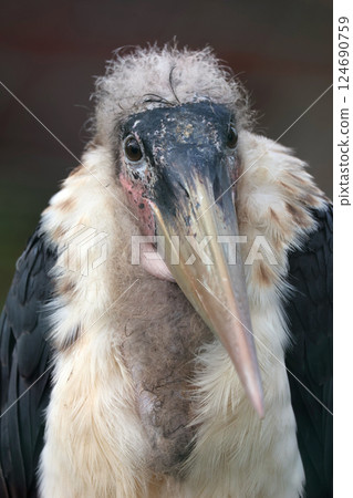 African Bald Stork 124690759