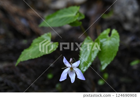 Violets blooming in the spring mountains Violets blooming in the spring mountains 124690908