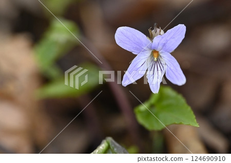 Violets blooming in the spring mountains Violets blooming in the spring mountains 124690910