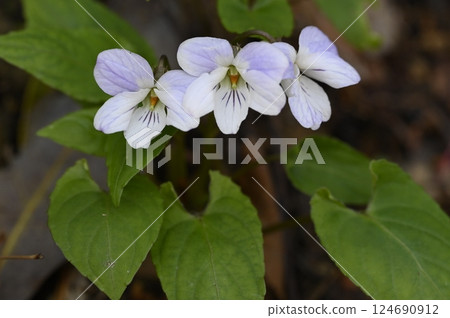 Violets blooming in the spring mountains 124690912