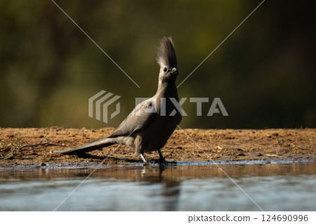 Grey go-away-bird with catchlight by sunlit waterhole 124690996
