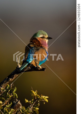 Lilac-breasted roller on bare branch in sunlight 124691004