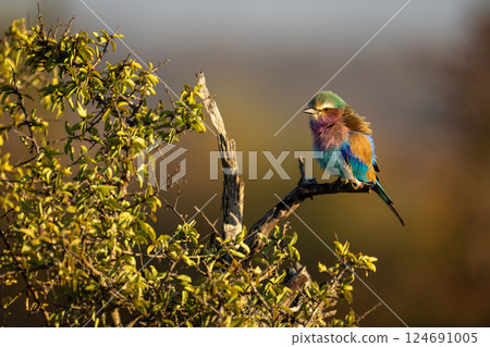 Lilac-breasted roller on leafy bush in profile 124691005