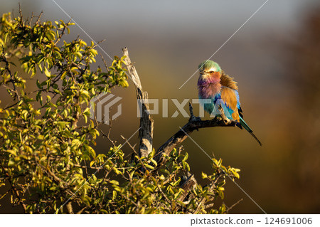 Lilac-breasted roller on leafy bush in sun 124691006