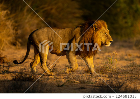 Male lion crosses dry riverbed with catchlight 124691013