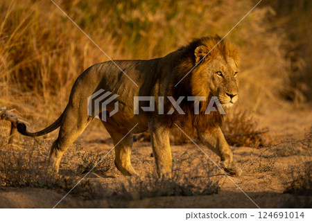 Male lion crosses sandy riverbed in sunshine 124691014