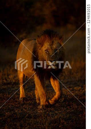 Male lion lifts foot walking toward camera 124691015