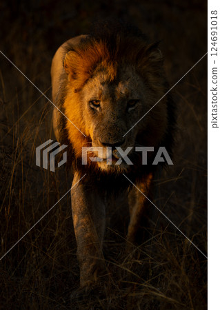 Male lion with catchlight walking toward camera 124691018