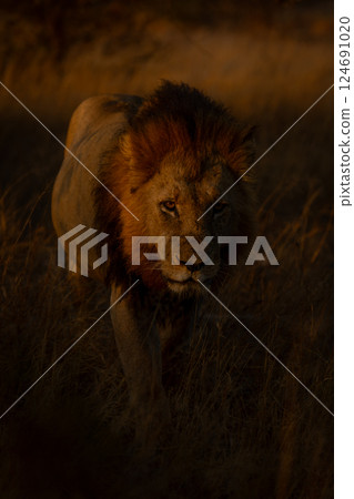 Male lion with catchlight walks towards camera 124691020