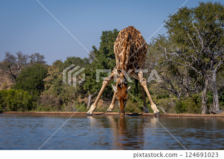 Male southern giraffe bends low to drink 124691023